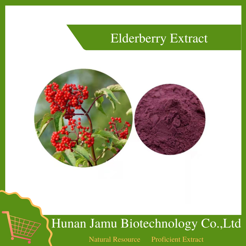 Elderberry Extract 