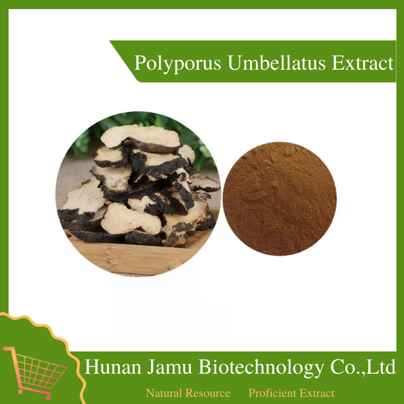 Polyporus Umbellatus Extract